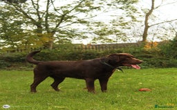 Labrador Retriever dogs for stud: Beautiful brown Labrador available for stud in Sutton Coldfield - Image 4