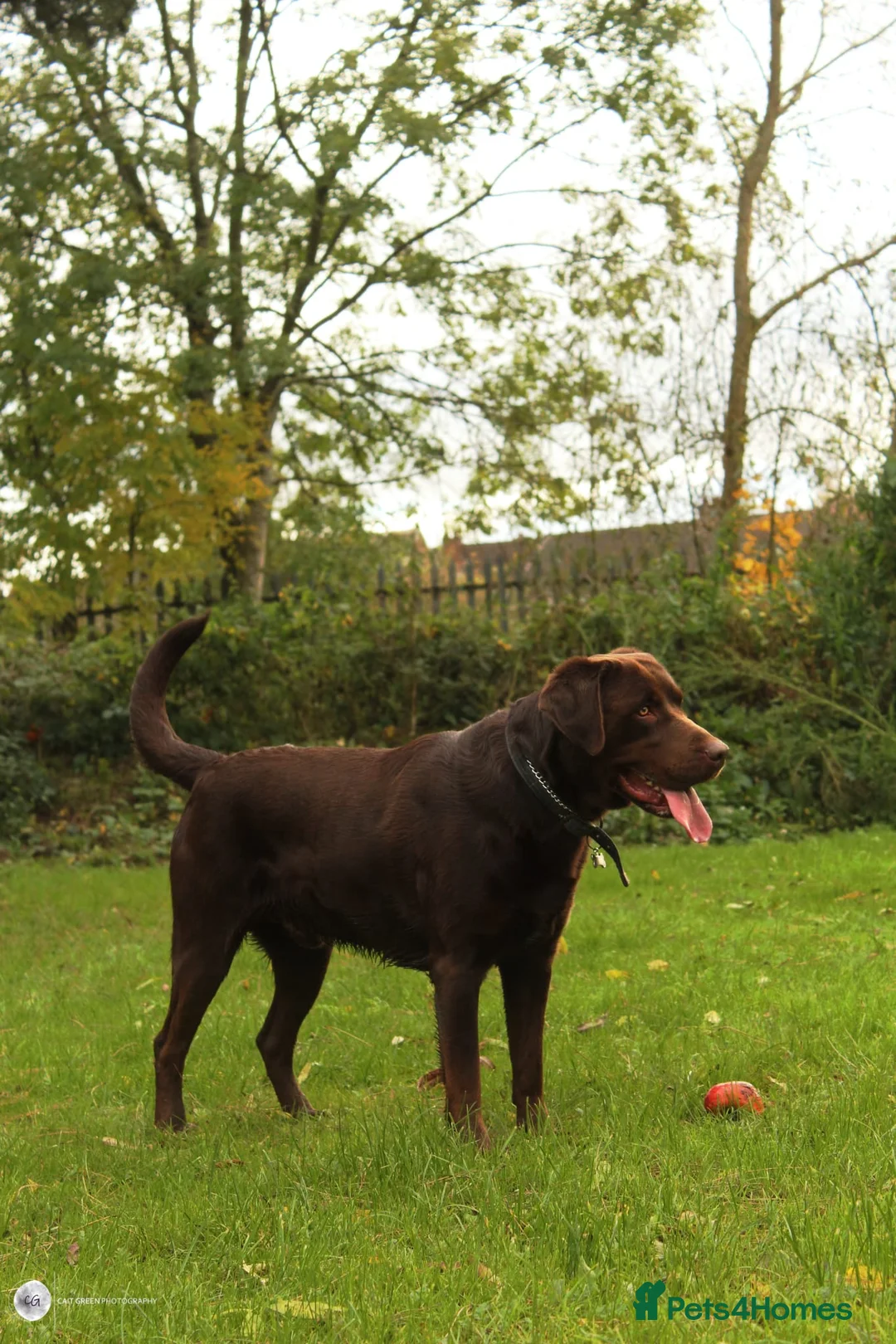 Labrador Retriever dogs for stud: Beautiful brown Labrador available for stud in Sutton Coldfield - Advert 4