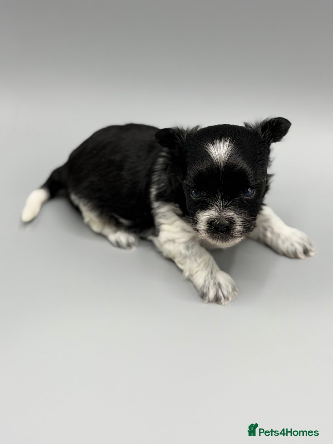 Yorkshire Terrier dogs for sale:  New Litter of Exotic Colourful Yorkshire Terriers - Image 17