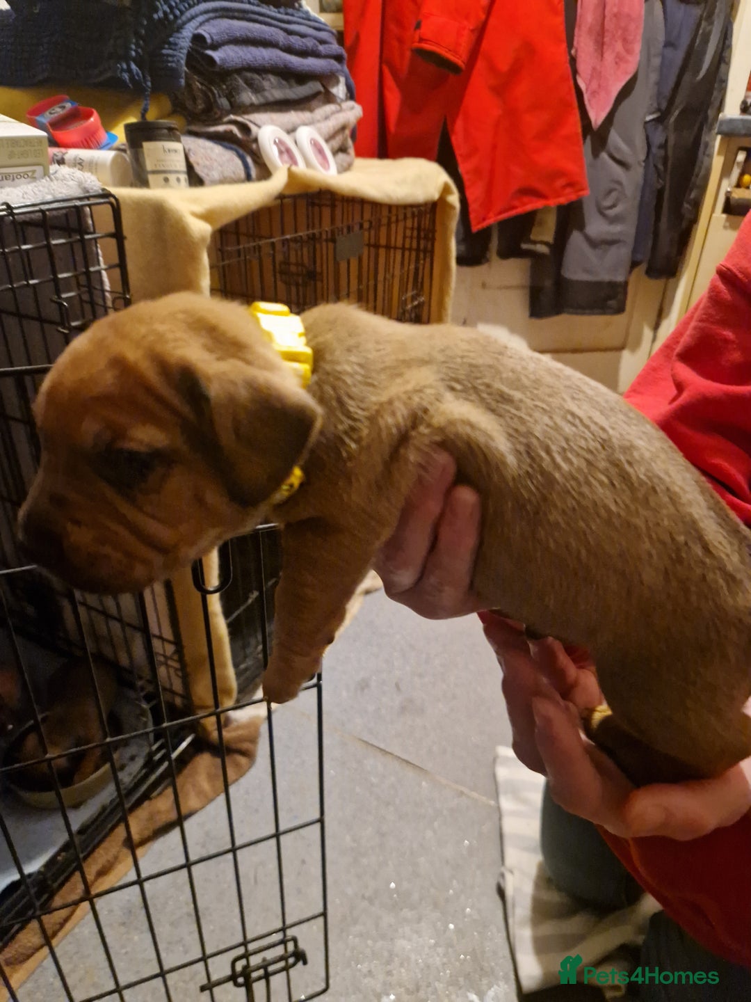 Mixed Breed dogs for sale: Staffy X Miniature Dachsund Puppies - Advert 8