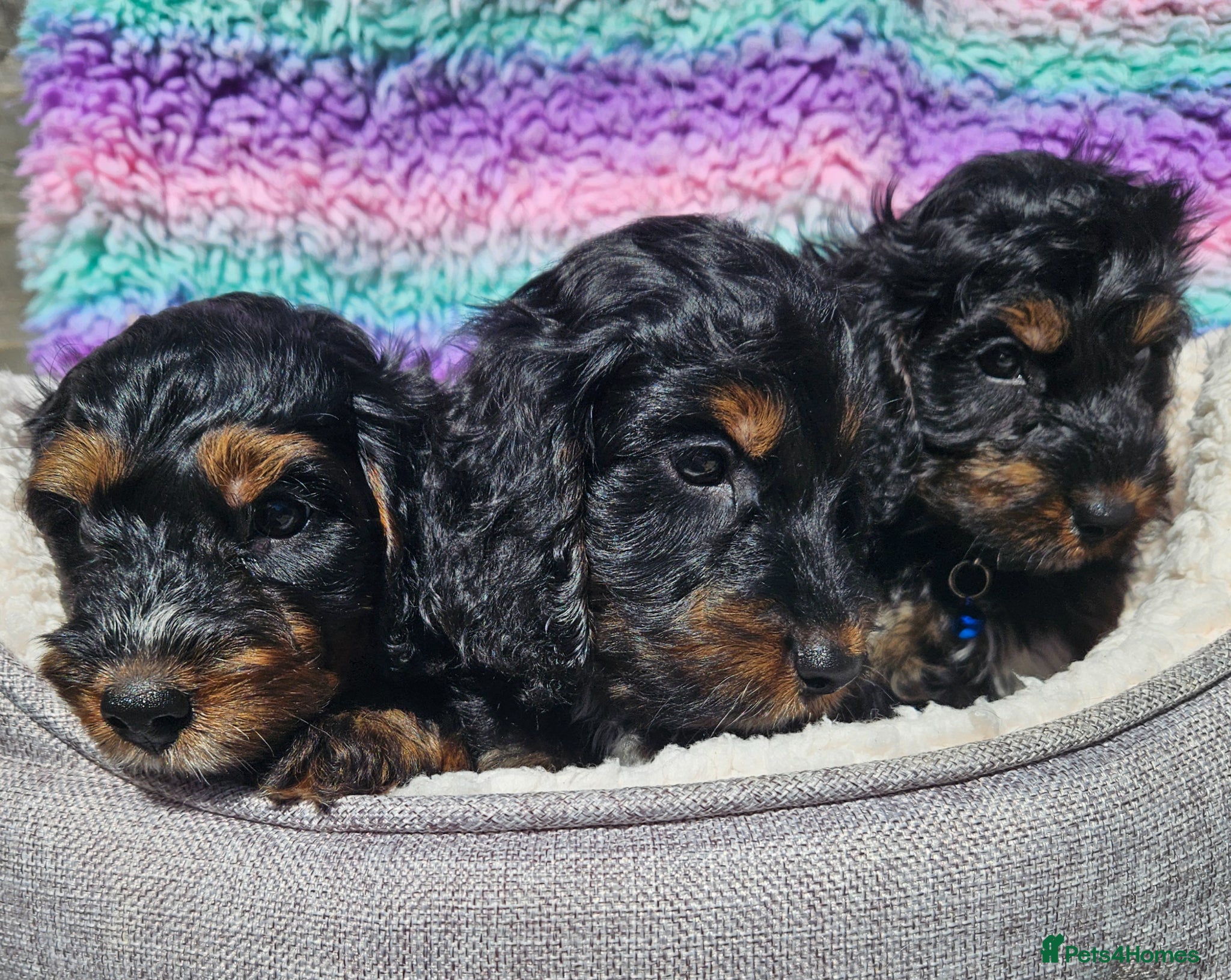 Cockapoo dogs licensed breeder, ready for their forever homes!  - Advert 2