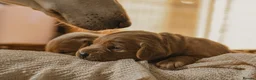 Labrador Retriever dogs for sale: One puppy left!! Health tested Labs-Yellow/Fox Red - Advert 13