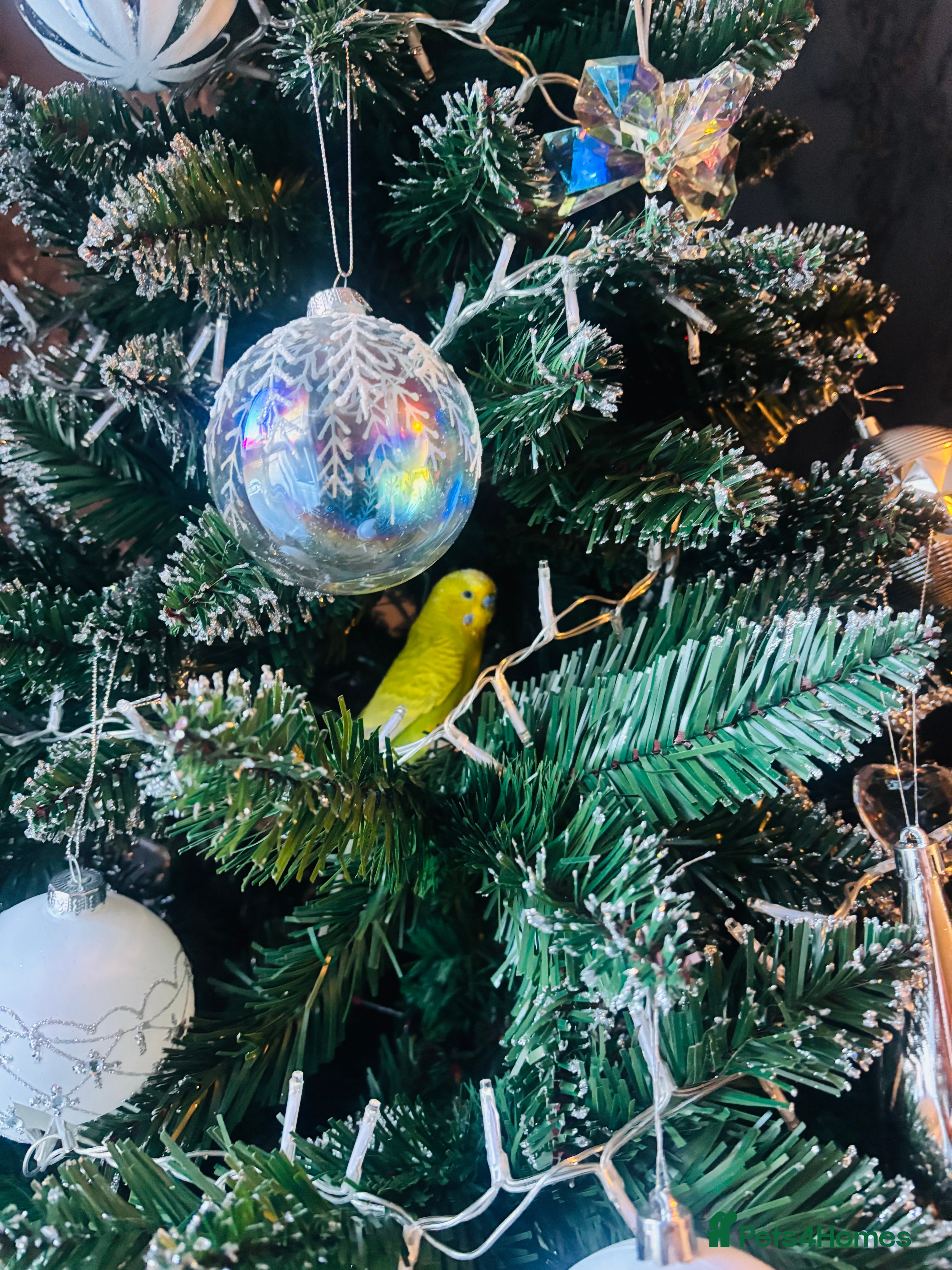 Budgerigars birds Make budgie 2 years old - Advert 1