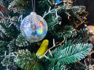 Budgerigars birds Make budgie 2 years old - Advert 1