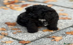 Mixed Breed dogs for sale: Lakeypoos Ready Now  - Image 8