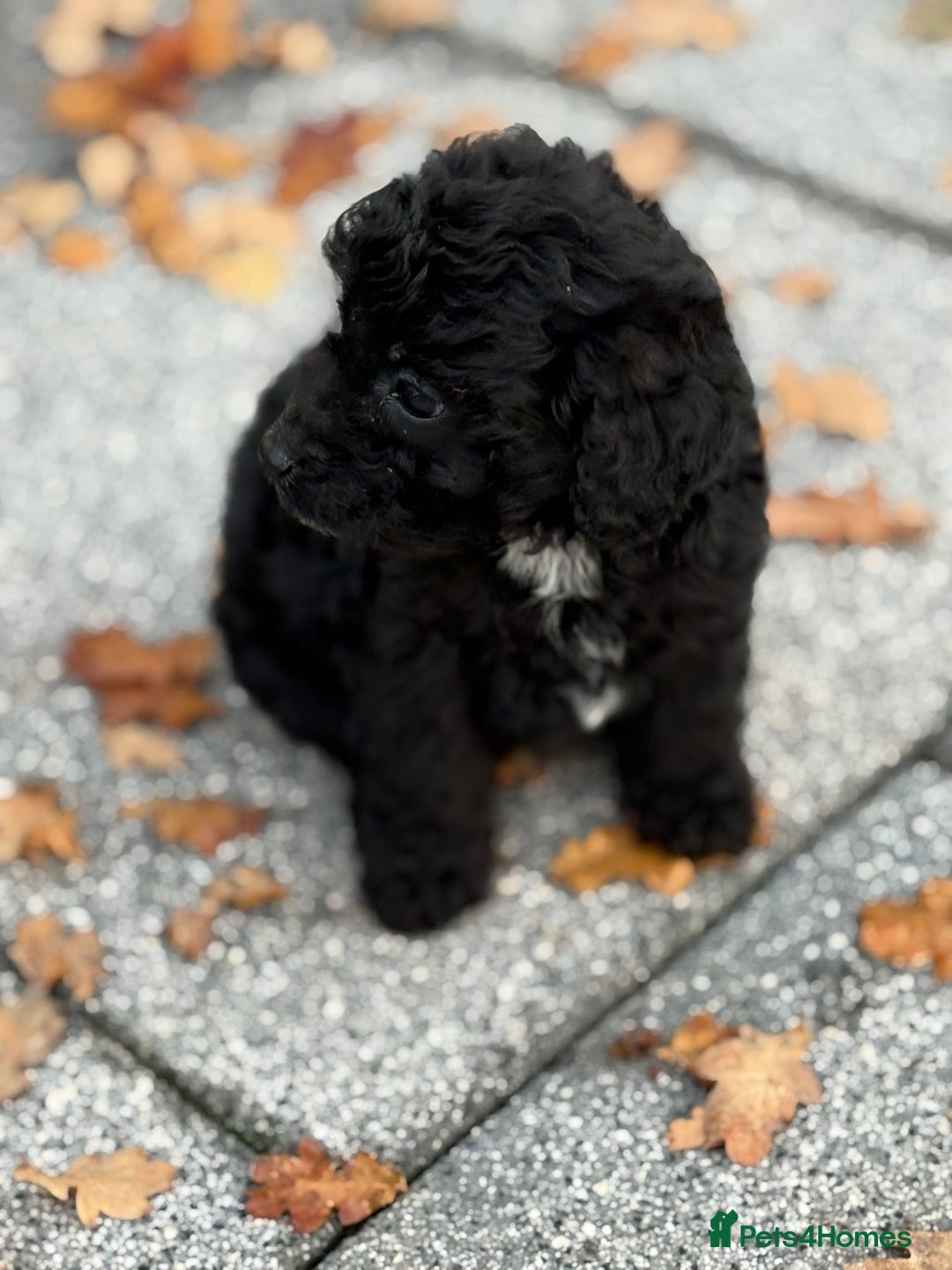 Mixed Breed dogs for sale: Lakeypoos Ready Now  - Image 8