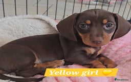 Miniature Dachshund dogs for sale:  Miniature Dachshunds ready to go Friday 19th Sept - Image 6