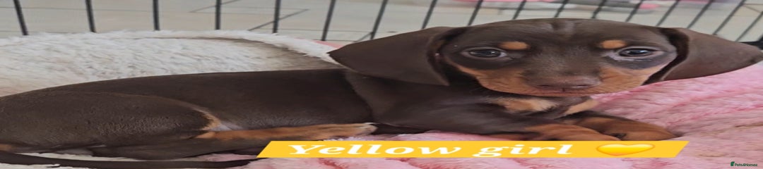 Yellow girl