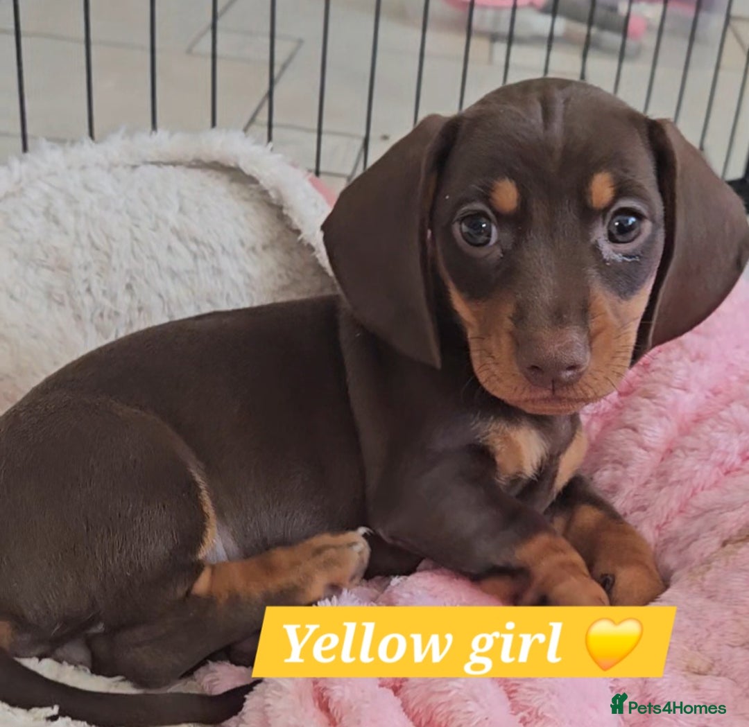 Miniature Dachshund dogs for sale:  Miniature Dachshunds ready to go Friday 19th Sept - Image 6