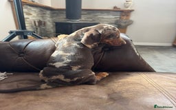 Miniature Dachshund dogs for sale: Miniature Dachshund Puppies - Image 12