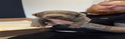 Labrador Retriever dogs for sale: Beautiful KC REG Silver Labrador Puppies  - Advert 27