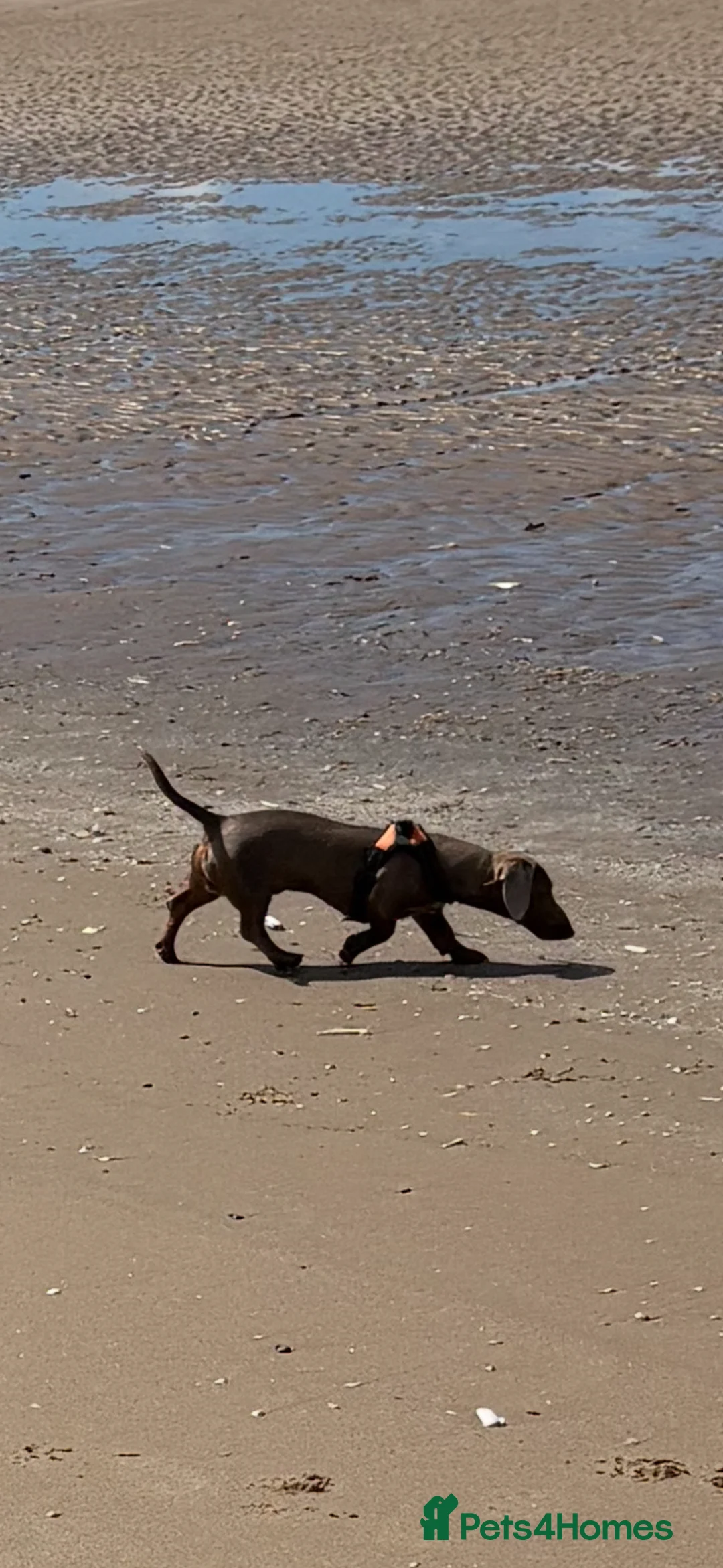 Miniature Dachshund dogs for sale: Ronnie miniature dachshund  - Advert 2