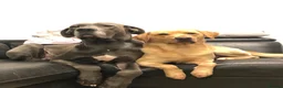 Great Dane dogs for sale: Great Dane Looking For Loving New Home - Advert 23