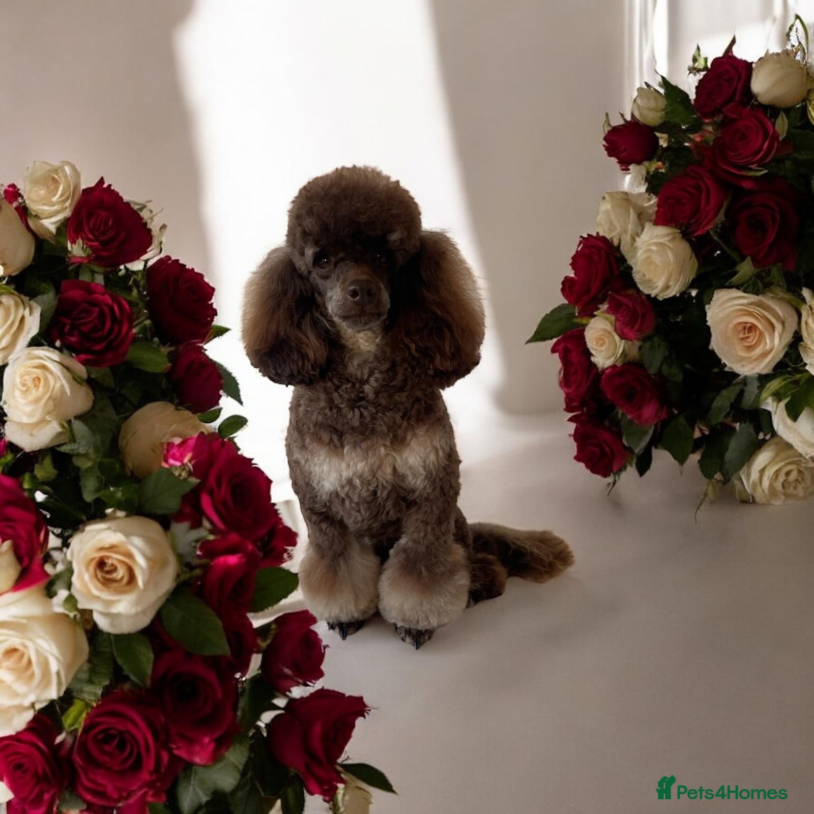 Toy Poodle dogs ***Kc chocolate phantom none fading *** in Retford - Advert 1