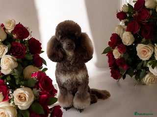 Toy Poodle dogs ***Kc chocolate phantom none fading *** in Retford - Advert 5