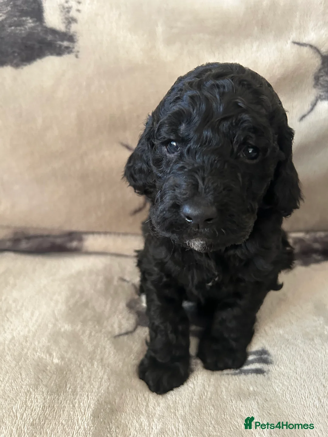 Mixed Breed dogs for sale: Australian Double doodle puppies  - Advert 7