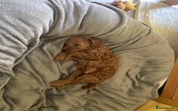 Mixed Breed dogs for sale: COCKAPOO Male and Female fox red  puppies - Image 7