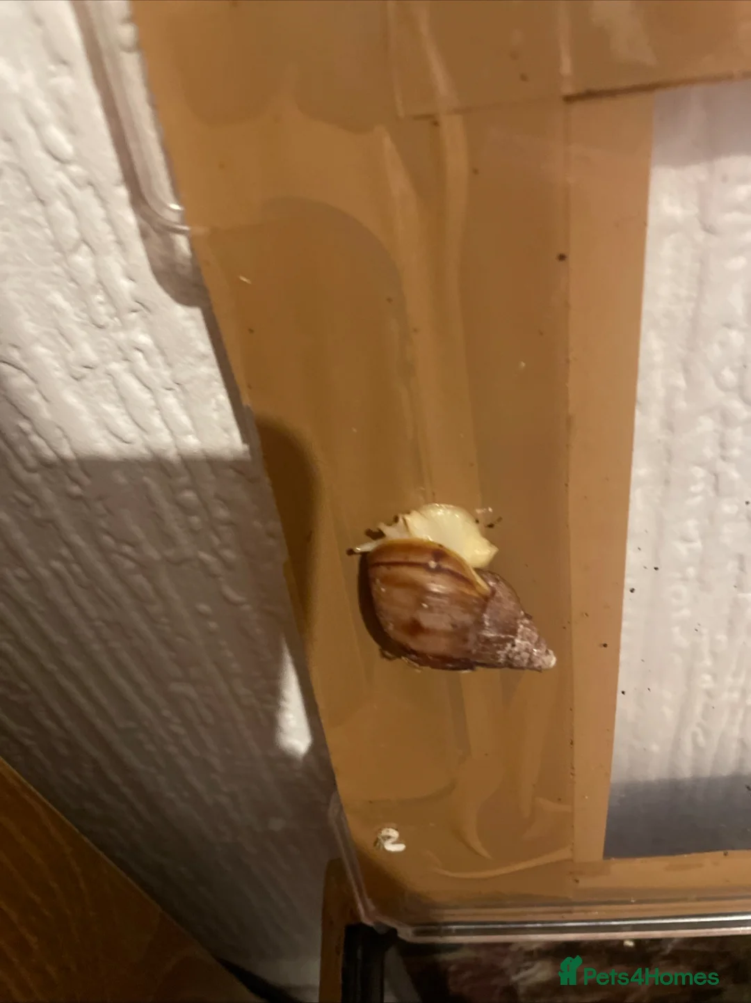 Snails invertebrates for sale: 4 giant aftican land snails 6 months £16 in Blackpool - Advert 7