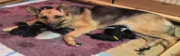 German Shepherd dogs for sale: Top Quality GSD (Alsatian) Pups For Sale - Advert 18