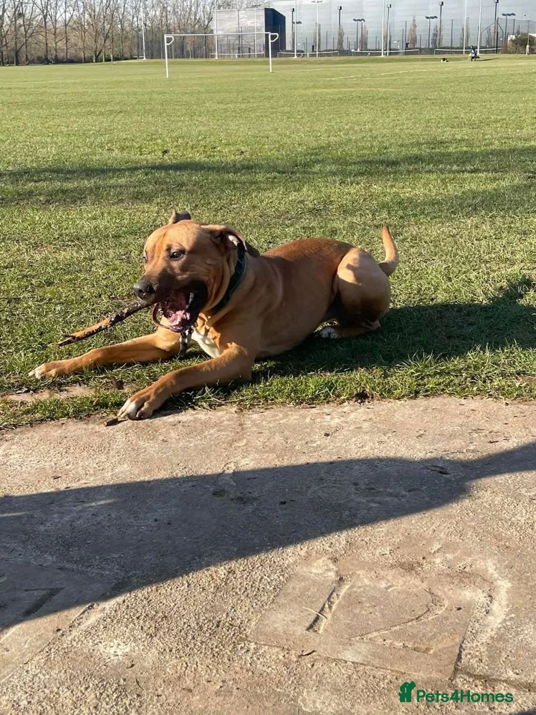 Presa Canario dogs for sale: Sully presa canario  in Eastleigh - Advert 4