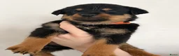 Rottweiler dogs for sale: Only 4 Beautiful Rottweiler Pups Ready in 2 weeks  - Advert 24