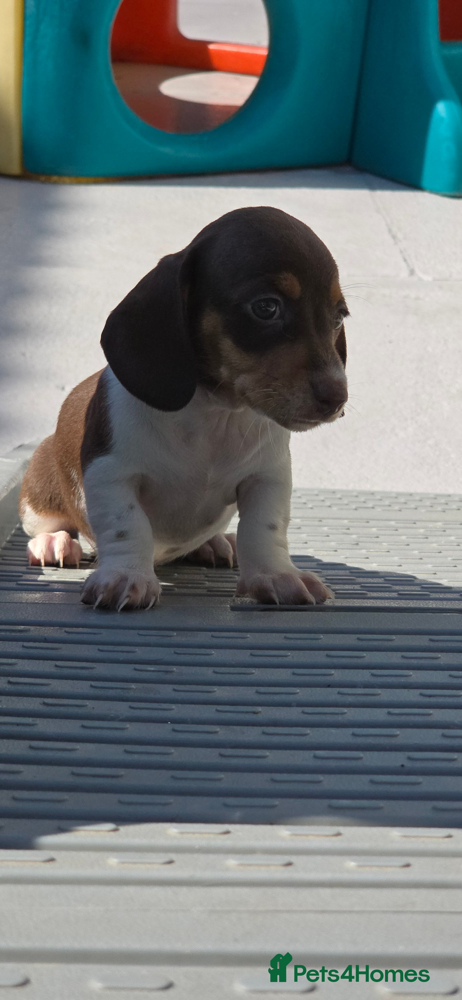 Dachshund dogs Beautiful Miniature Dachshund long & short haired - Advert 9
