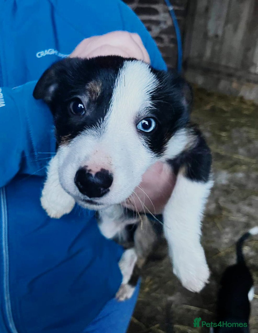 Border Collie dogs for sale: Beautiful collie puppies available  - Advert 1