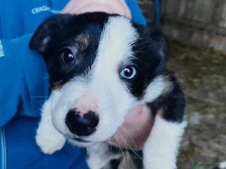 Border Collie dogs Beautiful collie puppies available - Advert 14