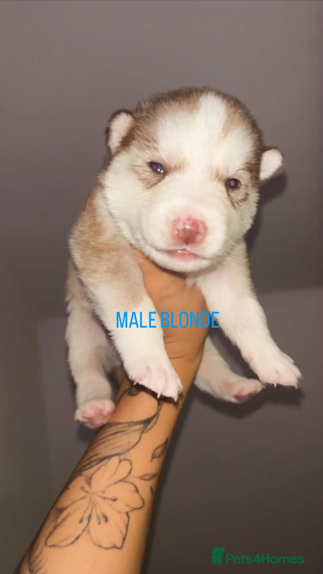 Siberian Husky dogs for sale: PURE SIBERIAN HUSKY PUPPIES  - Advert 25