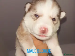 Siberian Husky dogs STUNNING PURE SIBERIAN HUSKY PUPPIES - Advert 21