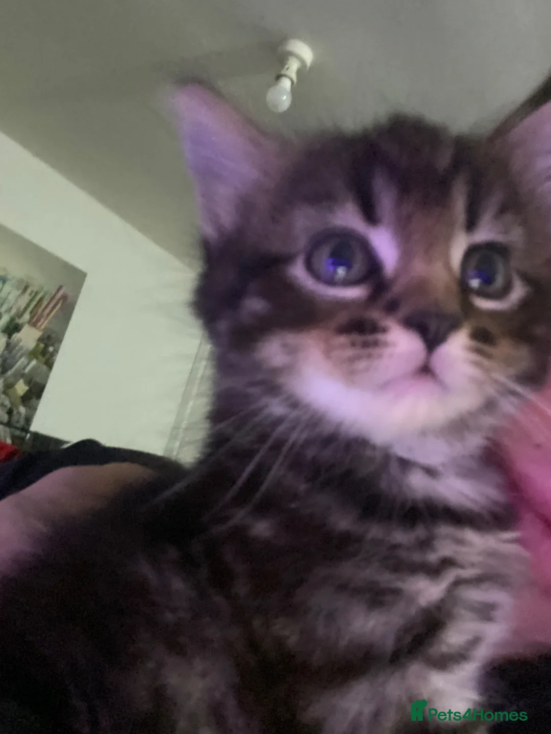 Mixed Breed cats for sale: Female fur baby looking for her forever home  in Morecambe - Advert 2