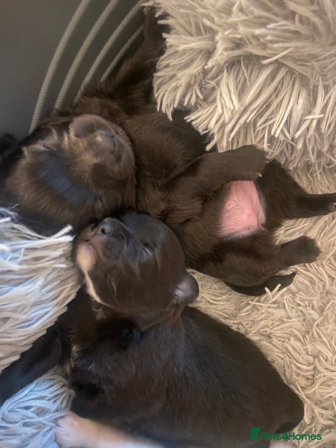 Pomeranian dogs for sale: Black Pomeranian puppies  - Advert 7