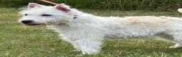Jack Russell dogs for sale: Jack Russell bitch, 1 year old in Woodbridge - Advert 2