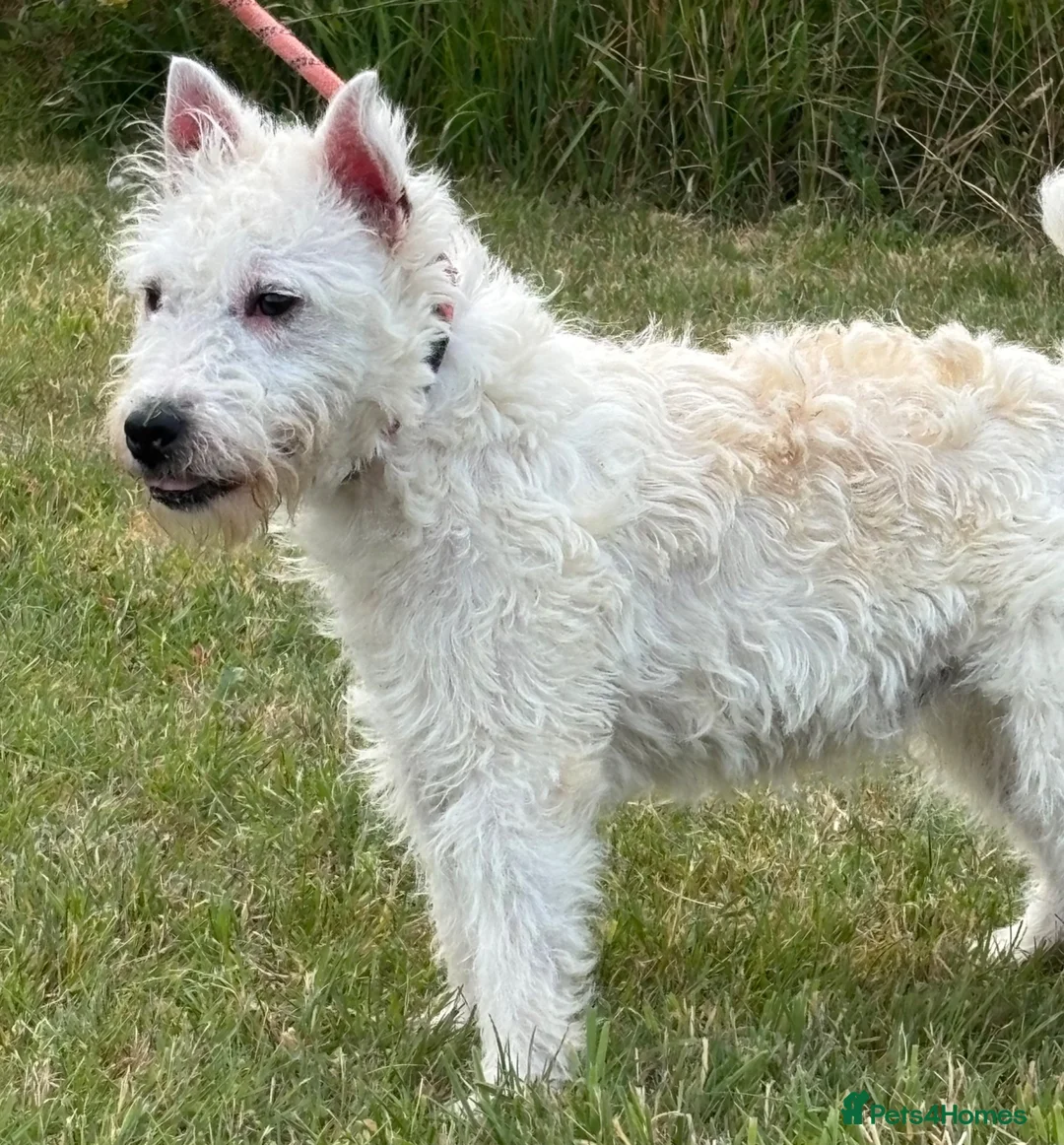 Jack Russell dogs for sale: Jack Russell bitch, 1 year old in Woodbridge - Advert 2