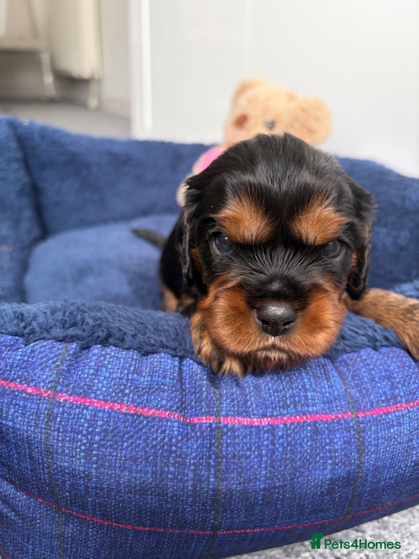 Cavalier King Charles Spaniel dogs Cavalier King Charles Spaniel puppies - Advert 12
