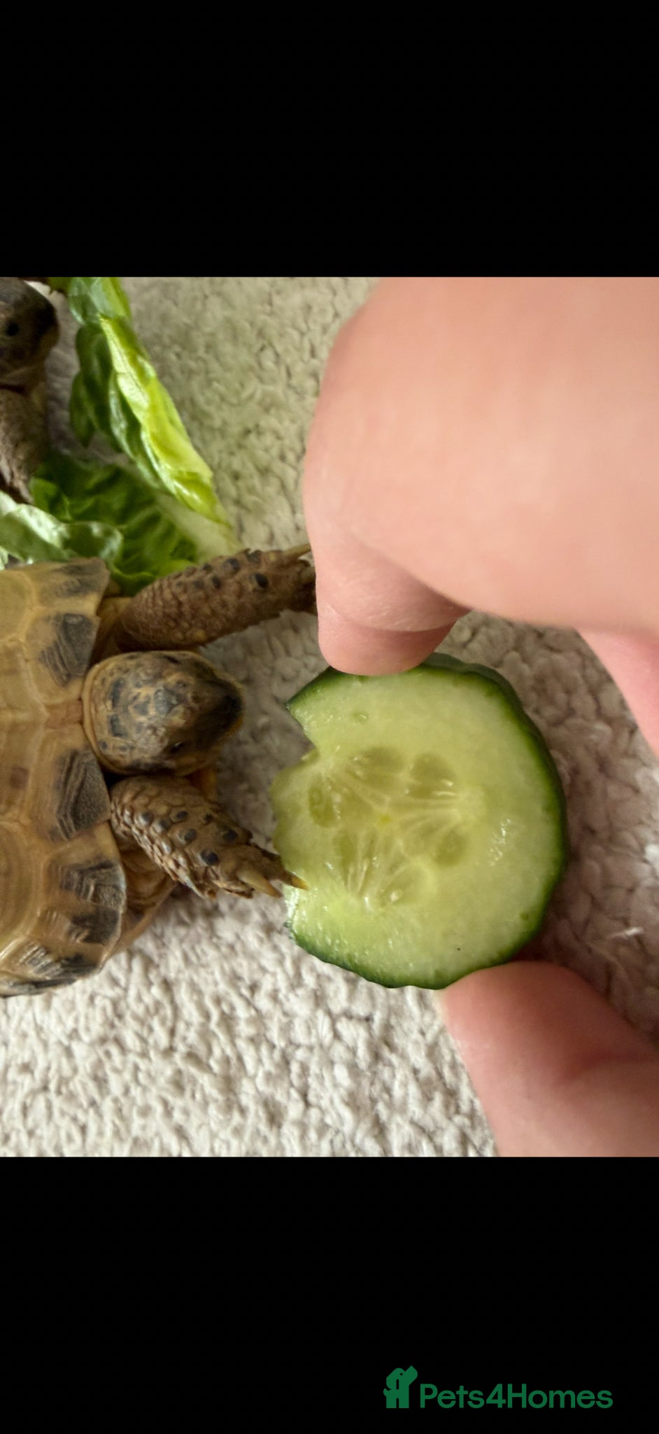 Tortoise reptiles for sale: 2x horsfield tortoises  in Nottingham - Advert 3