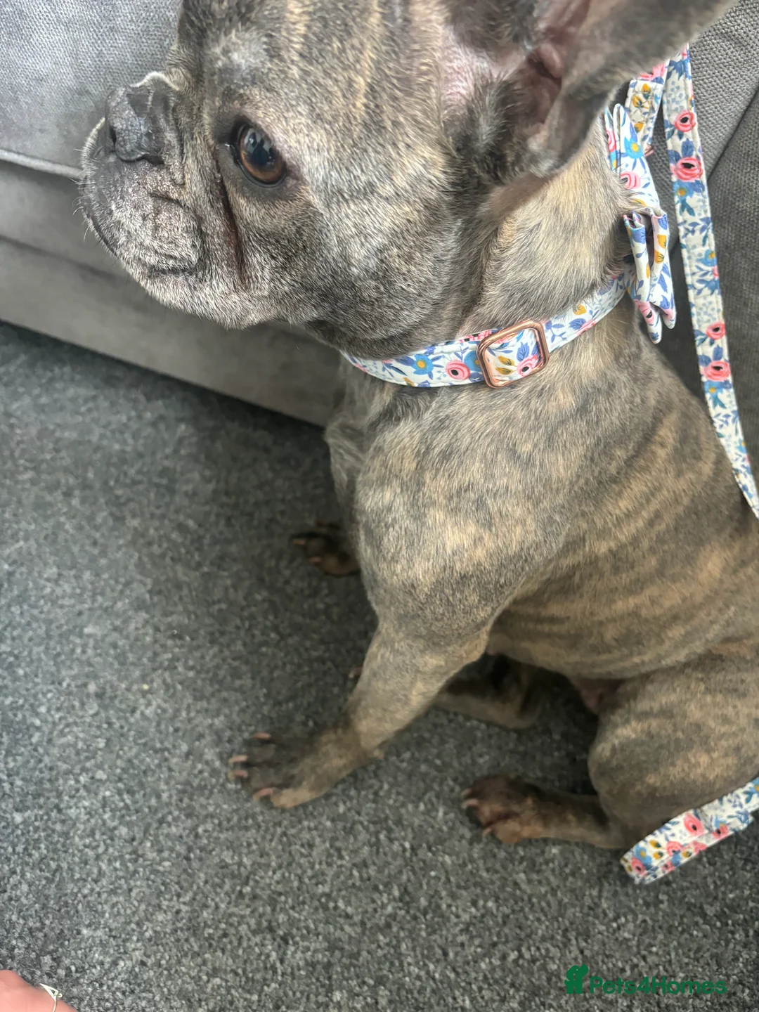 French Bulldog dogs for sale: Frenchie - Advert 3