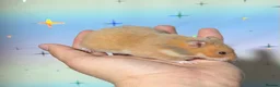 Hamster rodents for sale: BABY TAME PEDIGREE SYRIAN HAMSTERS  - Advert 2