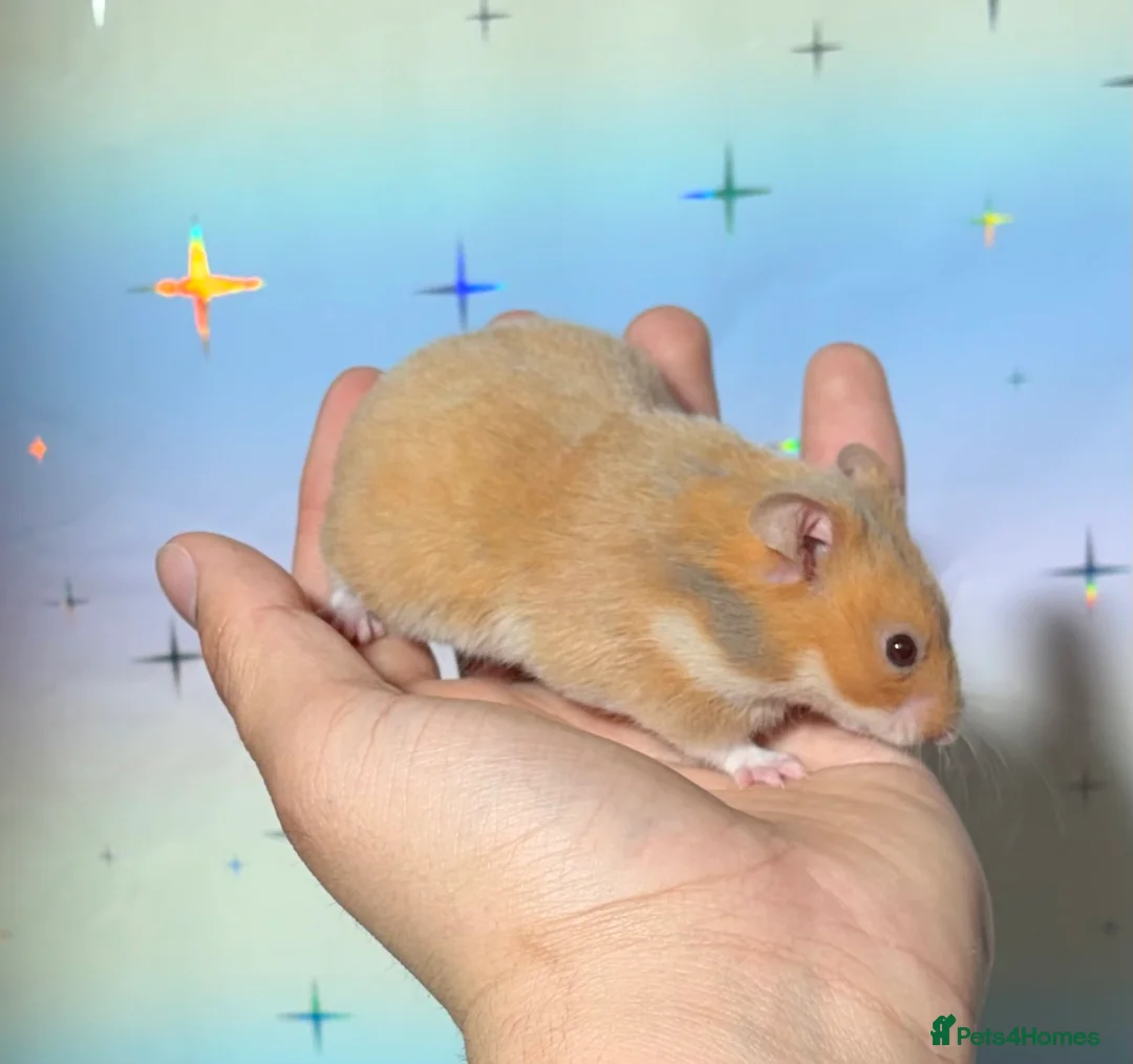 Hamster rodents for sale: BABY TAME PEDIGREE SYRIAN HAMSTERS  - Advert 2