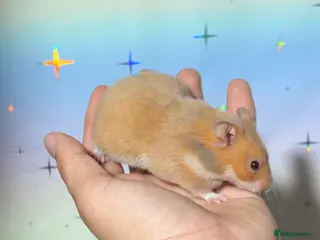 Hamster rodents BABY TAME PEDIGREE SYRIAN HAMSTERS - Advert 12