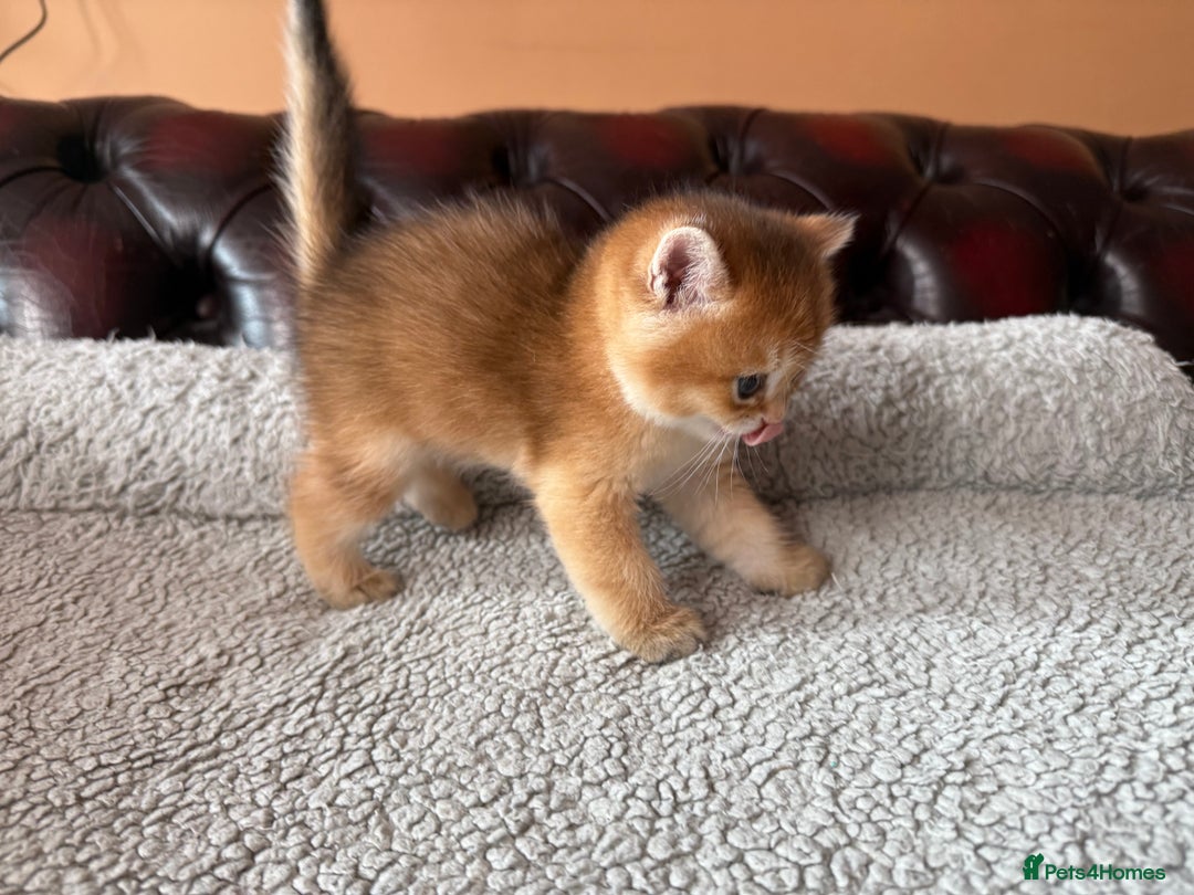 British Shorthair cats for sale: 3 Lovely Golden BSH males - Image 11