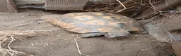 Hermann Tortoise reptiles for sale: Hermann's tortoise 🐢 mature male in Wellingborough - Advert 6