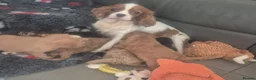Cavapoo dogs for sale: F1 Cavapoo's  - Advert 35