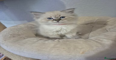 Siberian cats - Advert 10