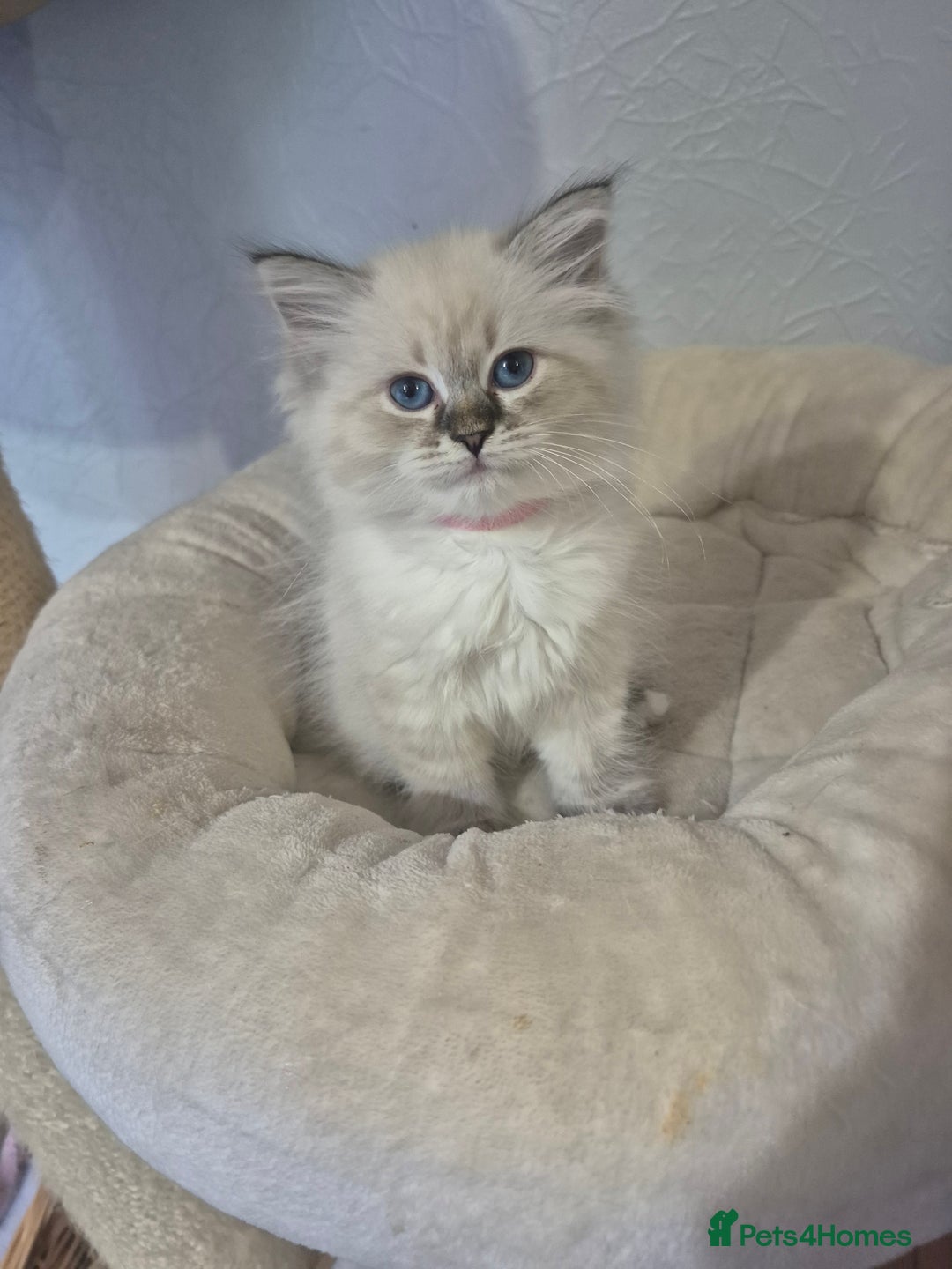 Siberian cats for sale: Pedigree Neva Masqurade/kittens - Image 4