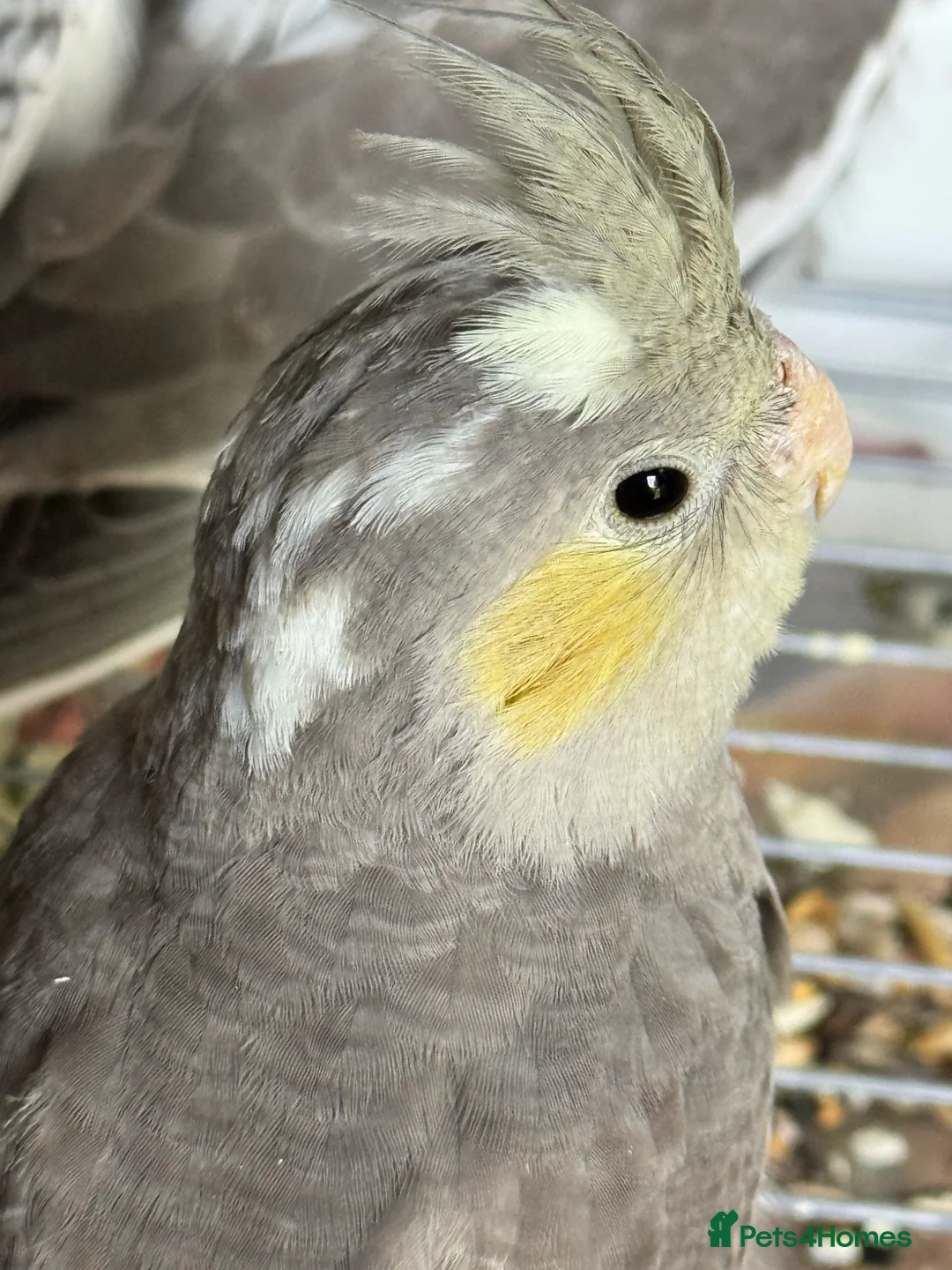 Cockatiels birds for sale: Baby cockatiels for sale - ready to leave now  - Advert 18