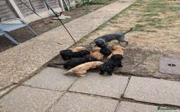 Sproodle dogs for sale: Beautiful F1b Sproodle Pups, 4 Boys & 4 Girls - Image 19