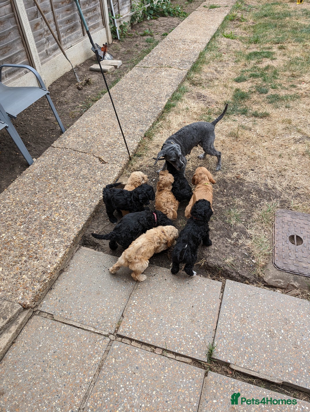 Sproodle dogs for sale: Beautiful F1b Sproodle Pups, 4 Boys & 4 Girls - Image 19