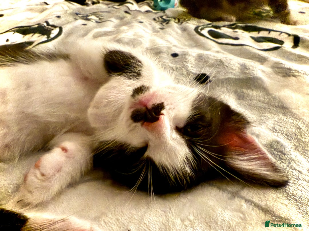 Mixed Breed cats for sale: Black and white male kitten - Advert 5