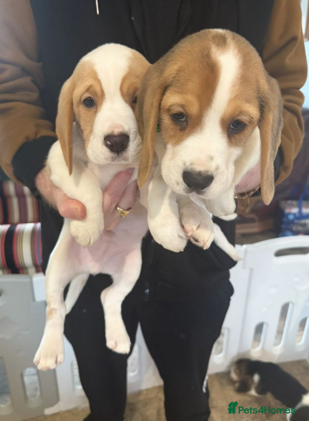 Beagle dogs for sale: Genuine Foot Beagle Puppies - Advert 10